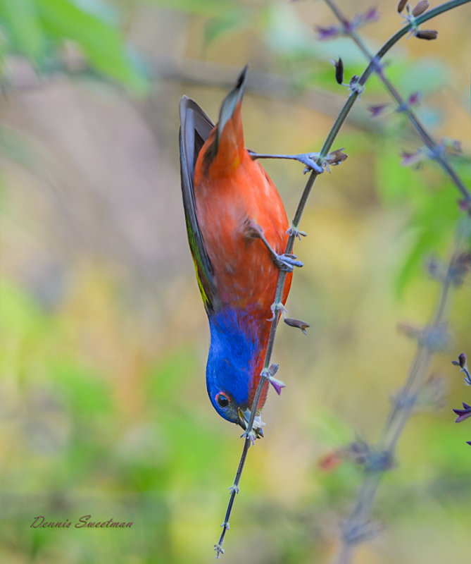 Painted Bunting