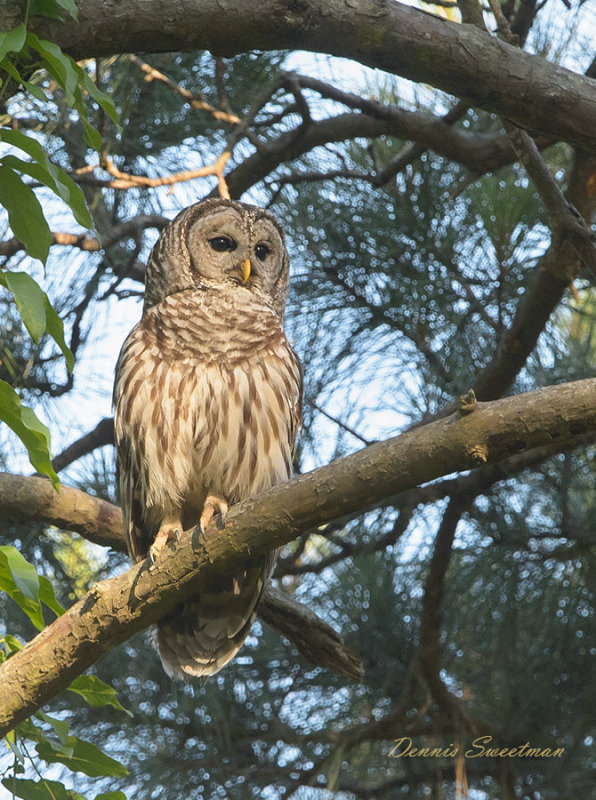 Barred Owls