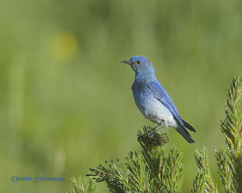 Mountain Bluebird