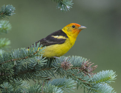 Western Tanager