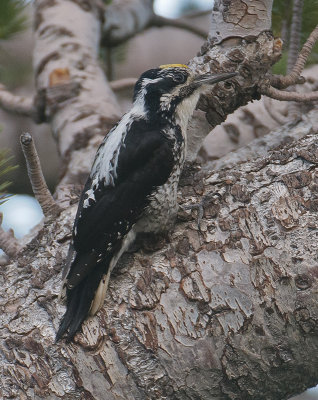 Three-toed Woodpeckers