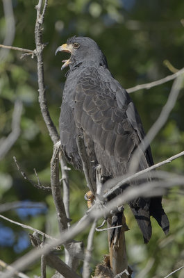Common Black Hawks