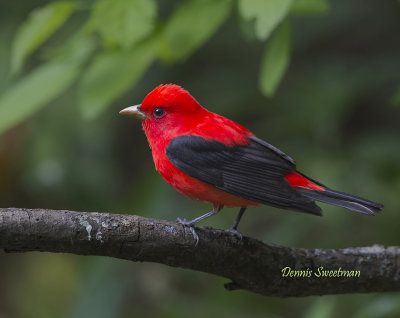 Scarlet Tanagers