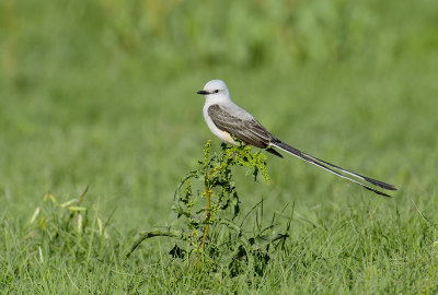 Scissor-Tailed Flycatchers