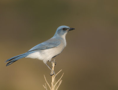 Mexican Jay