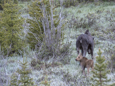 Cow Moose and calf
