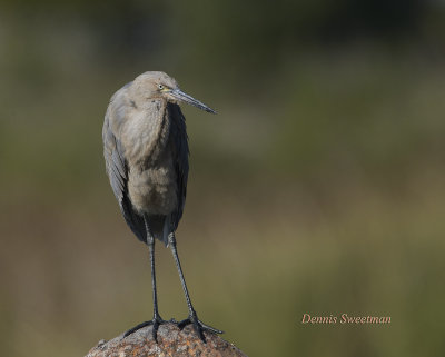 Reddish Egret