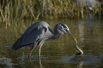 Great Blue Heron with Broad-banded Watersnake