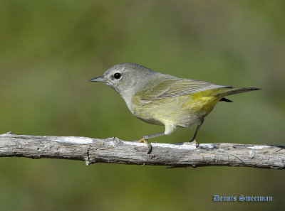 Orange-crowned Warbler