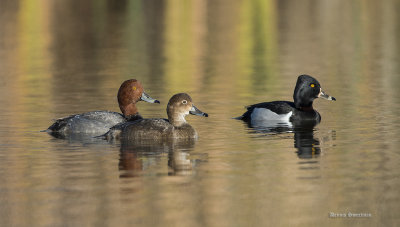 Male and female Redhead and a Ring-necked Duck