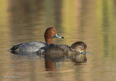 Redheads male and female