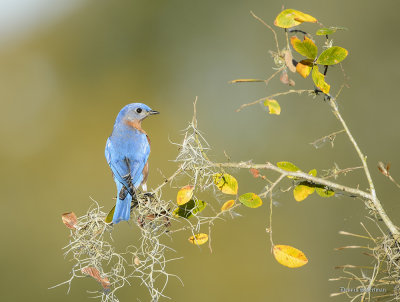 Eastern Bluebirds