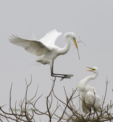 Great Egrets @ High Island Texas