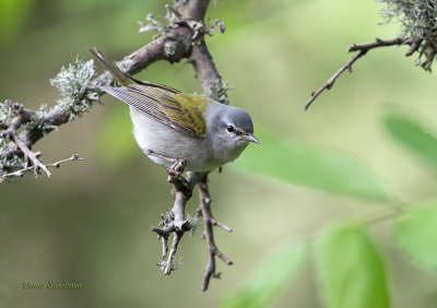 Tennesee Warblers