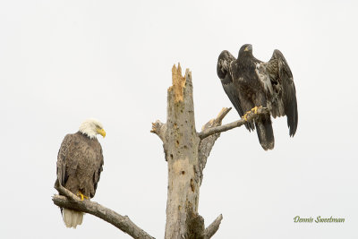 Adult and juvenile Bald Eagles
