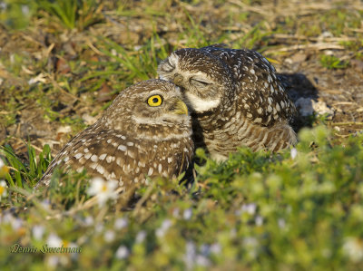  Burrowing Owls