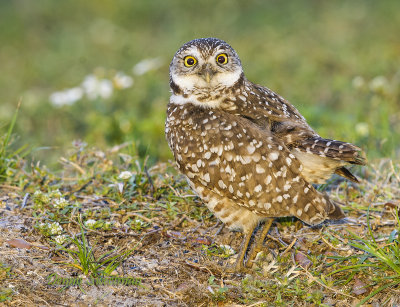 Burrowing Owl