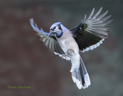 Blue Jay