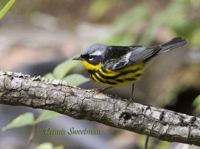 Magnolia Warbler