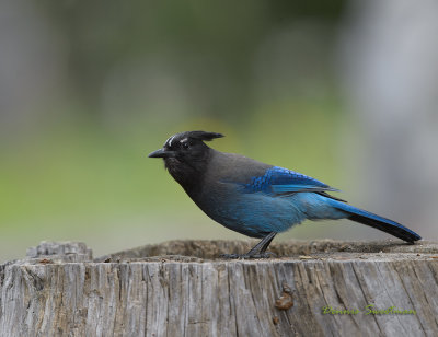 Steller Jays