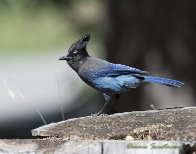 Steller Jays