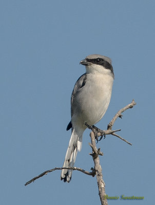 Loggerhead Shrike