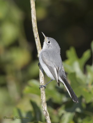 Gnatcatchers