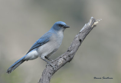 Mexican Jay