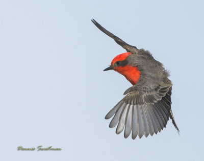 Vermilion Flycatchers