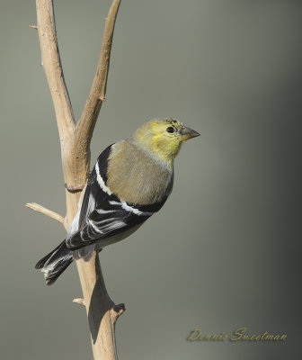 American Goldfinch