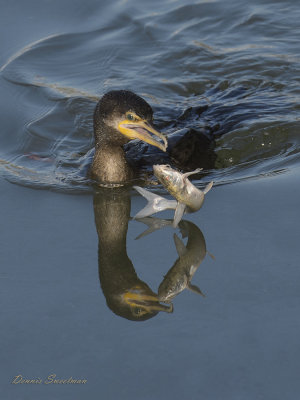 Cormorant dropping his catfish