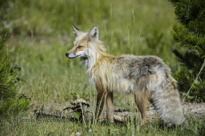 Red Fox