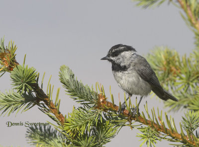 Mountain Chickadee