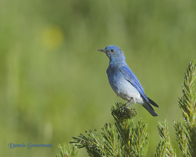 Mountain Bluebird