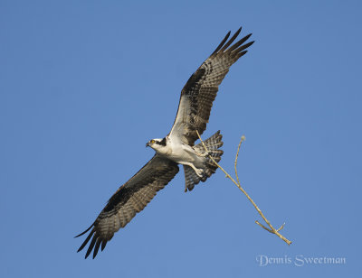Osprey bringing in nesting material
