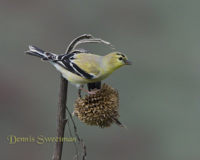 American Goldfinch on dried sunflower pod