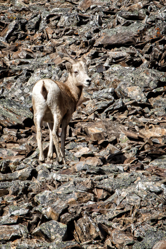 Bye..bye...Big Horn at Kananaskis Co_20140929-IMG_9610-1.jpg