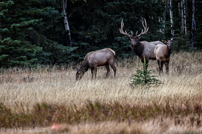 Bull Elk with cowsnear Minnetonka_20140930-IMG_9737.jpg