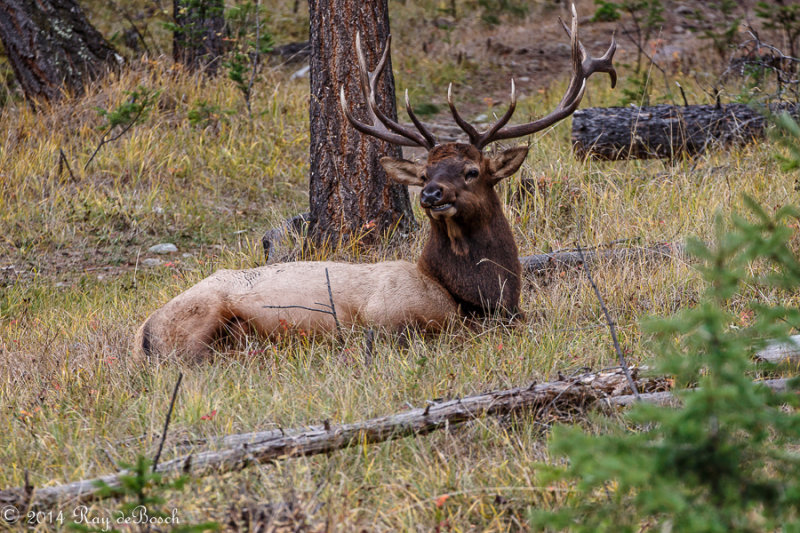 Bull Elk_20141007-IMG_0889=1.jpg