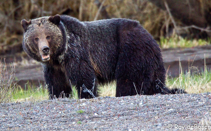 Momma grizzly, Yellowstone!