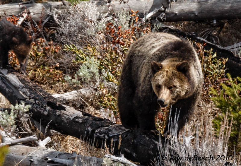 Grizzly