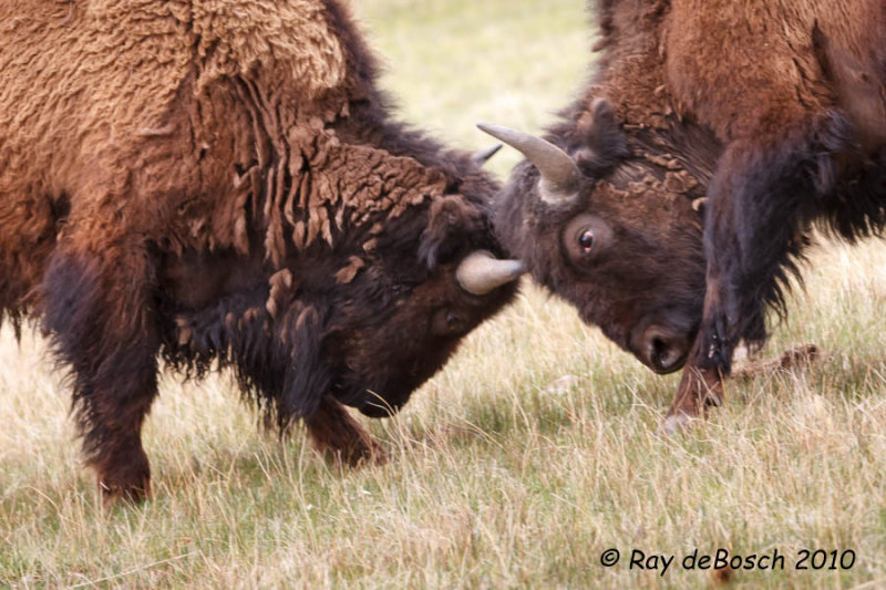 Butting heads, Yellowstone