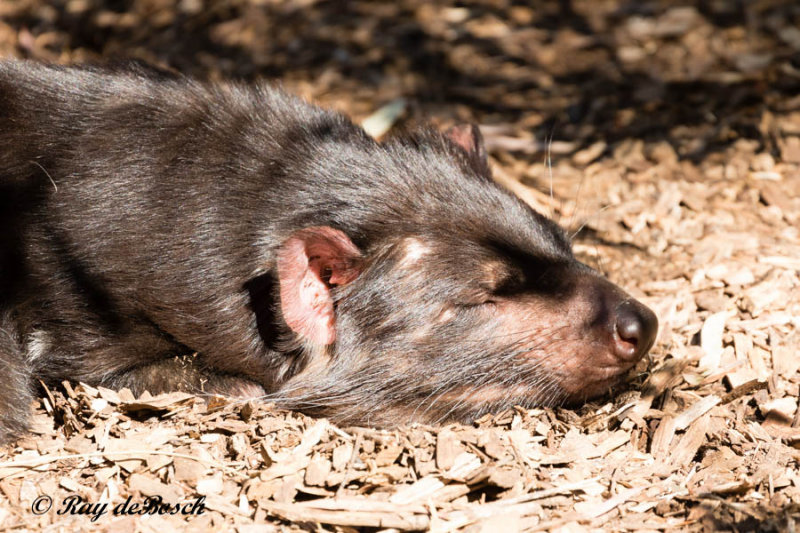 Tasmanian devil
