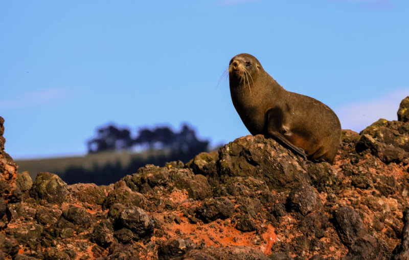 Fur Seal IMG_0704.jpg