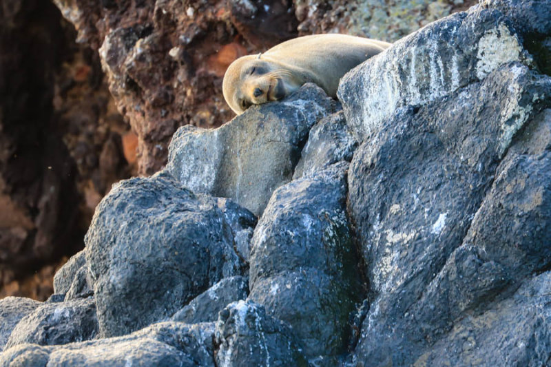 taking a siesta...