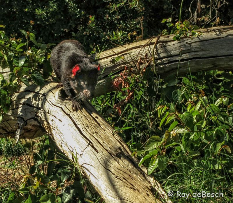 Tasmanian Devil