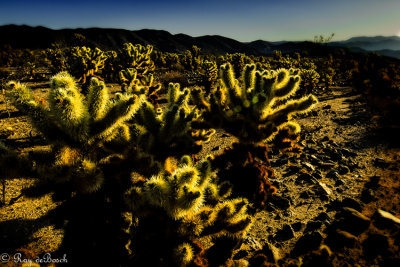 Death_Valley-9579.jpg