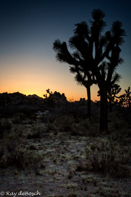 Joshua Tree-9484.jpg