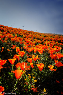 California poppies in bloom