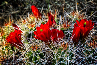 Cactus blooms